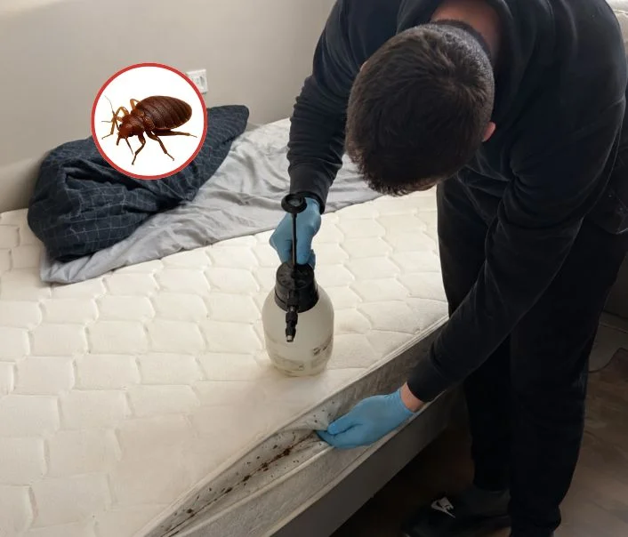 Technicien traitant un matelas contre les punaises de lit à Fontenay-Saint-Père